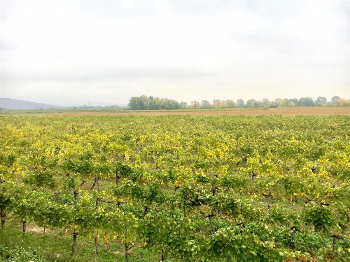 Отель Landhaus Weinblick Rohrendorf bei Krems Экстерьер фото